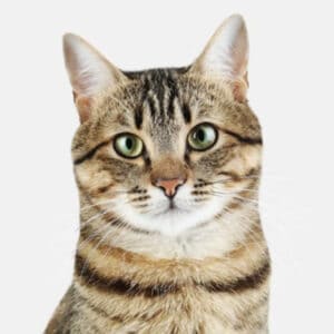 ILoveFindingCats