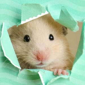 ILoveFindingCritters