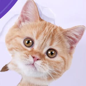 ILoveFindingMORECats