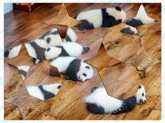 Puzzle Escapes: Paws and Claws