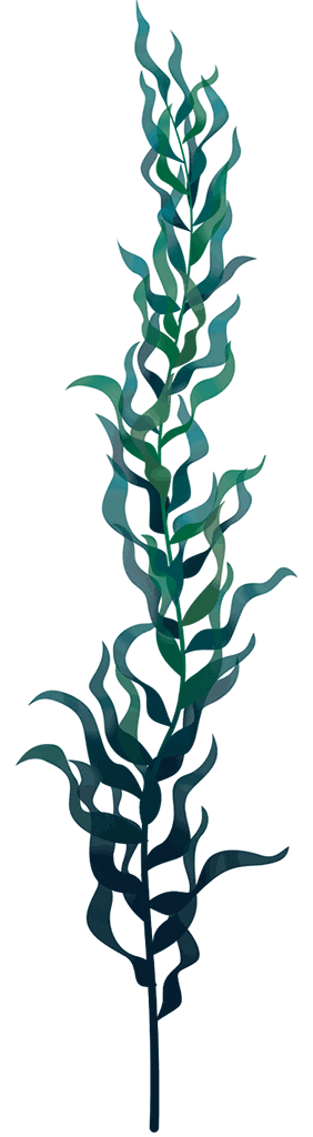 bg_01_01_kelp_front_02