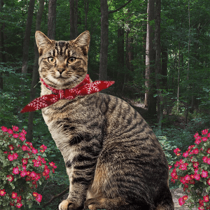 Legacy-Games_Suddenly-Meow
